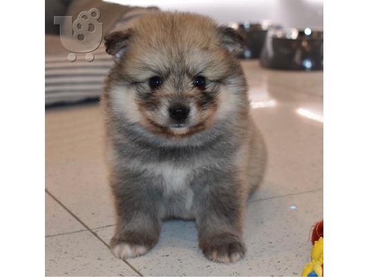 Εκπληκτικά κουτάβια F2 Pomsky